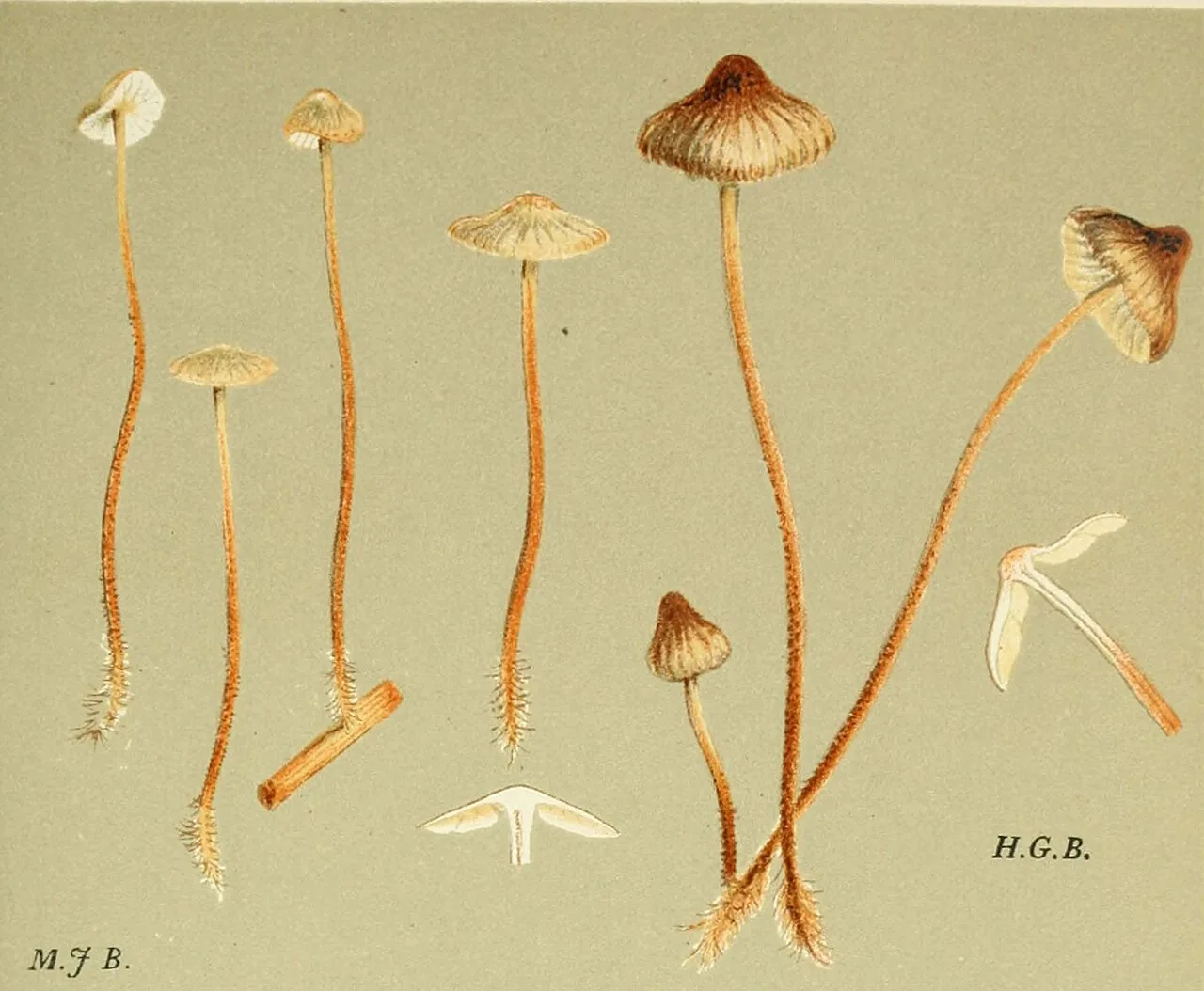 Rhizomarasmius undatus (Rhizomarasmius undatus) — photo mycologique