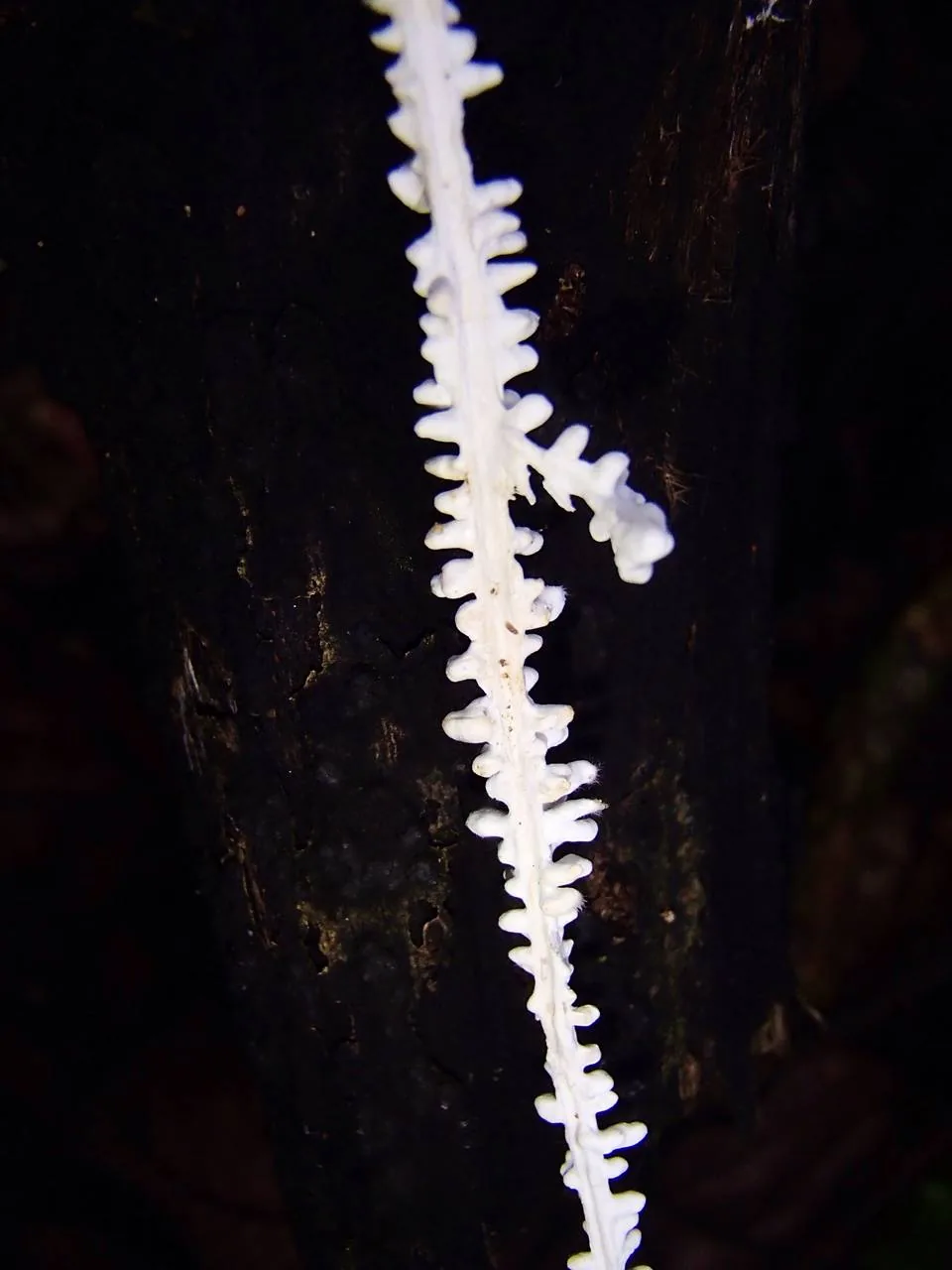 Rhizomorpha corynephora (Rhizomorpha corynephora) — photo mycologique