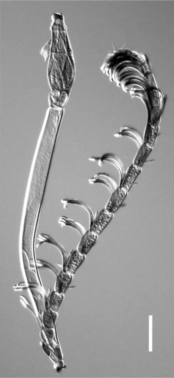 Rhizomyces ramosus (Rhizomyces ramosus) — photo mycologique