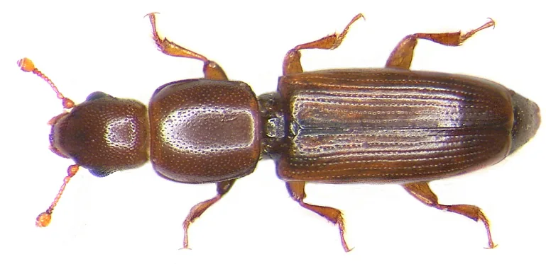 Rhizophagus clarus (Rhizophagus clarus) — photo mycologique