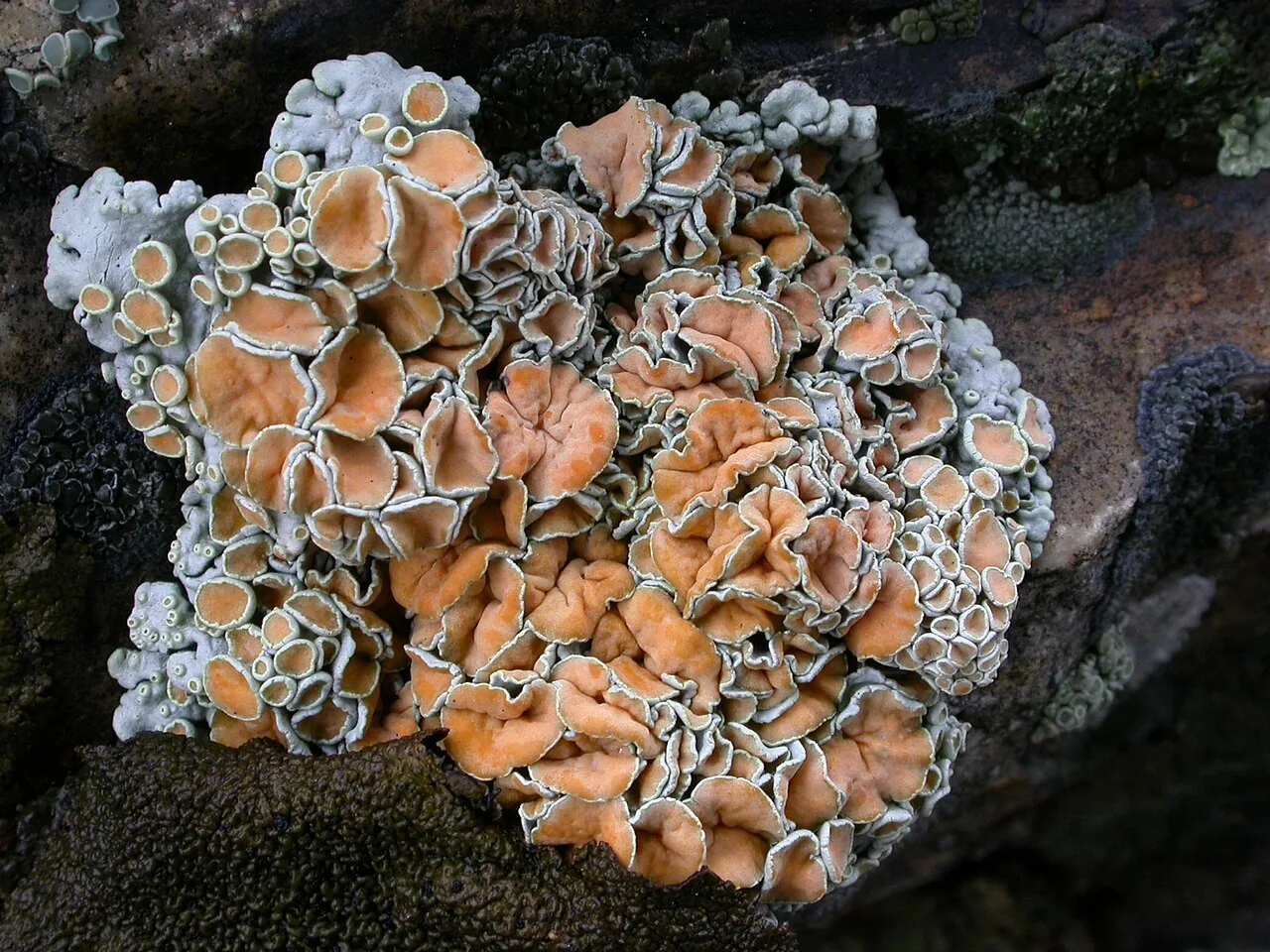 Rhizoplaca arbuscula (Rhizoplaca arbuscula) — photo mycologique