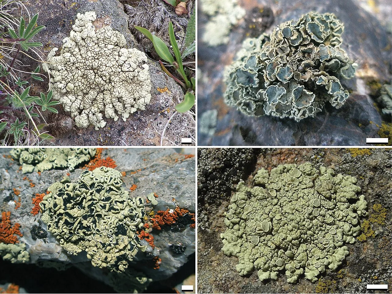 Rhizoplaca melanophthalma (Rhizoplaca melanophthalma) — photo mycologique