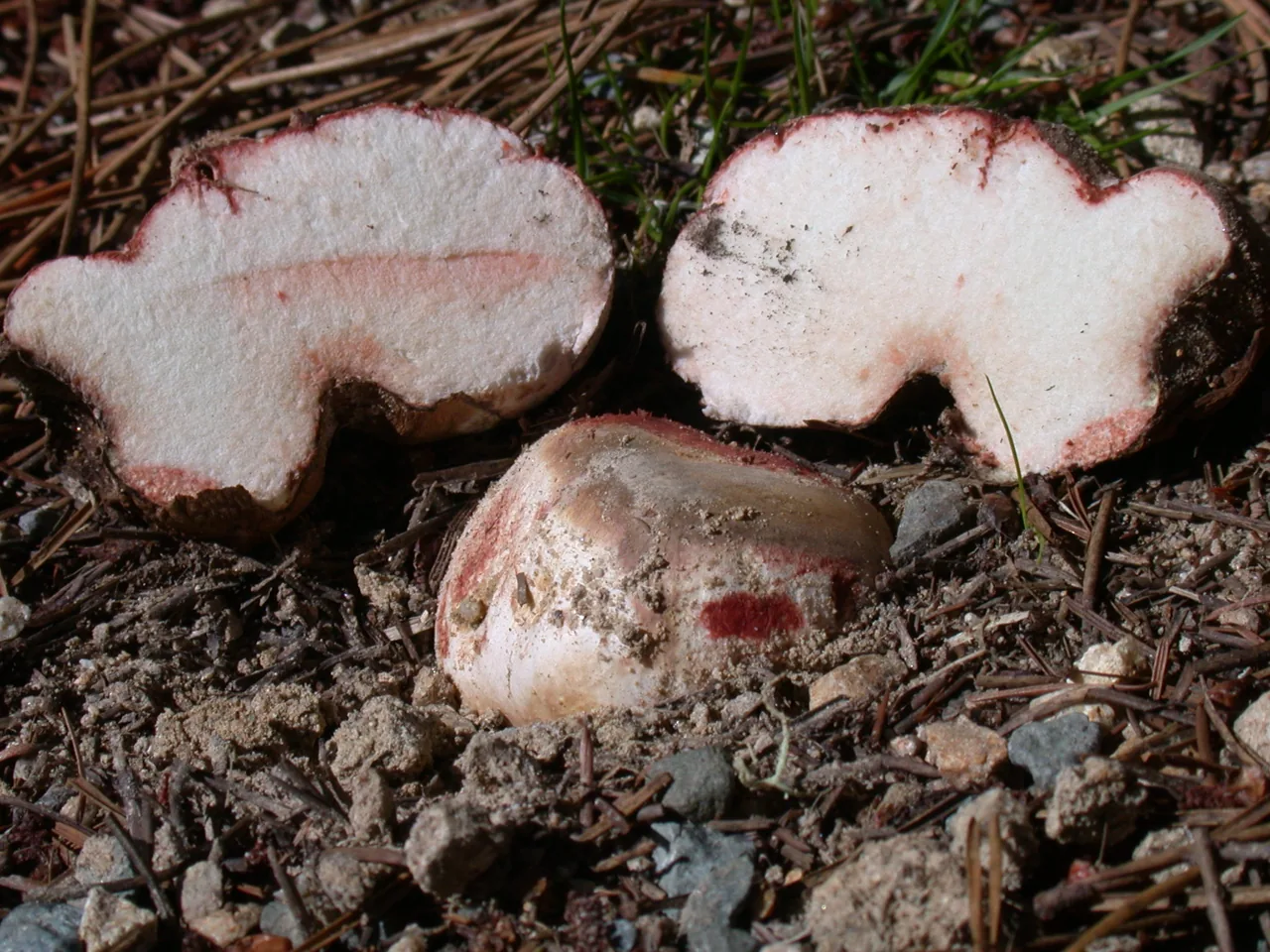 Rhizopogon lowei (Rhizopogon lowei) — photo mycologique