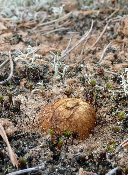 Rhizopogon luteolus (Rhizopogon luteolus) — photo mycologique