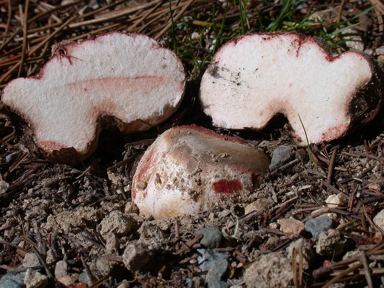 Rhizopogon obscurus (Rhizopogon obscurus) — photo mycologique