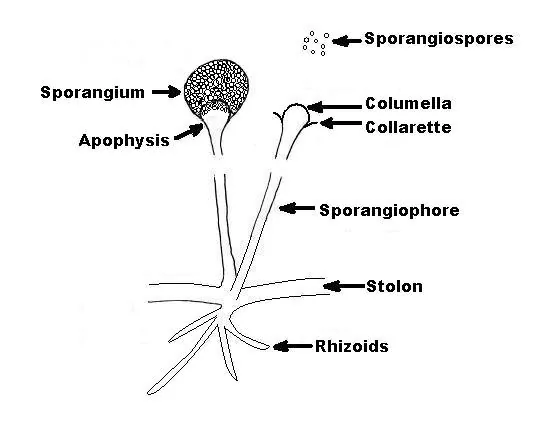 Rhizopus schipperae (Rhizopus schipperae) — photo mycologique