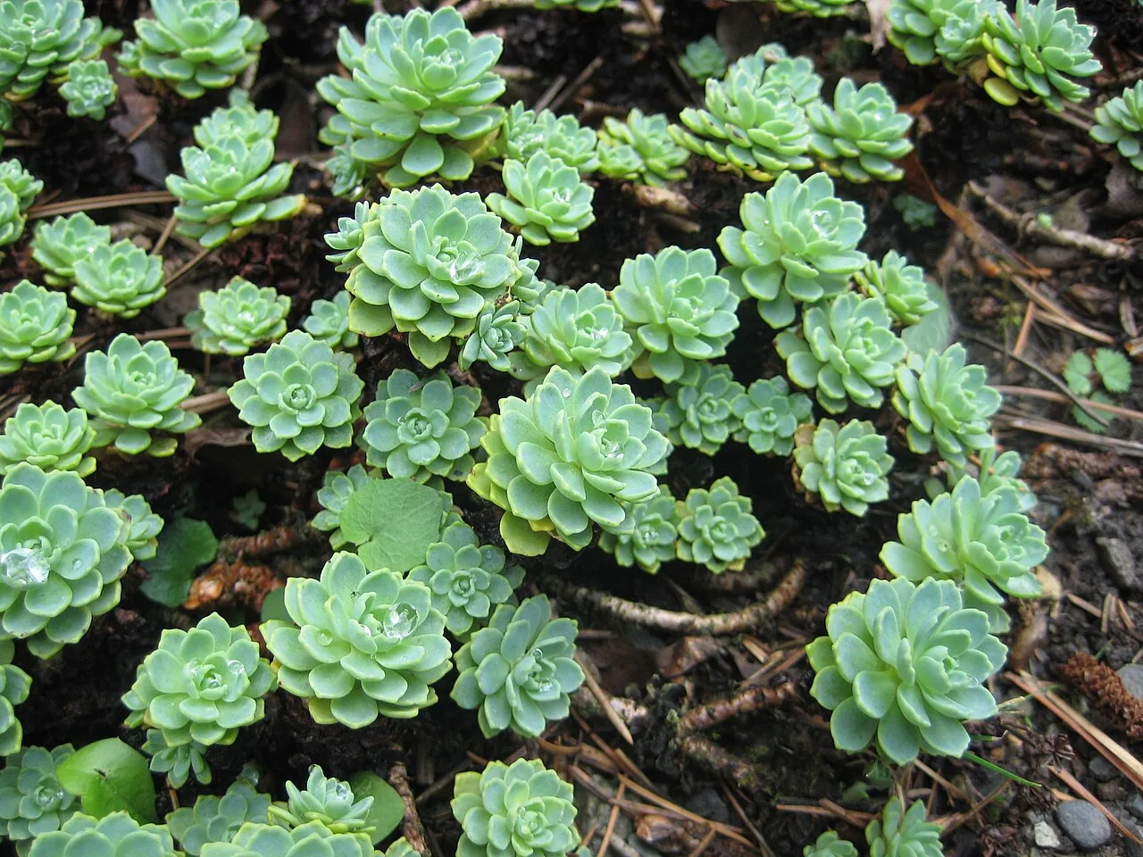 Orpin de Rhodiola à feuilles épaisses (Rhodiola pachyclados) : photo botanique