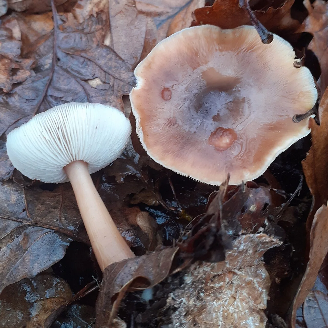 Rhodocollybia butyracea (Rhodocollybia butyracea) — photo mycologique