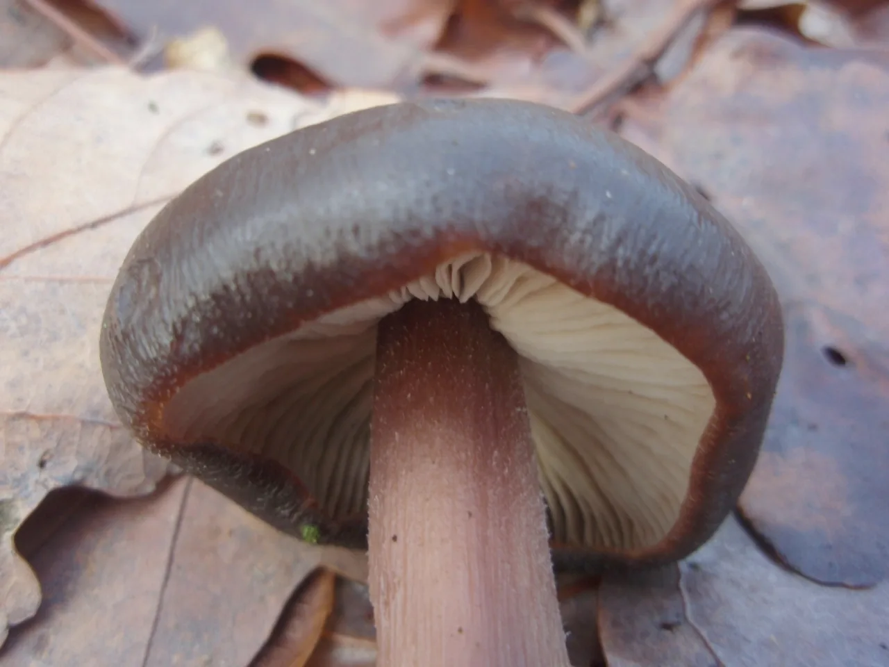Rhodocollybia rufovinosa (Rhodocollybia rufovinosa) — photo mycologique