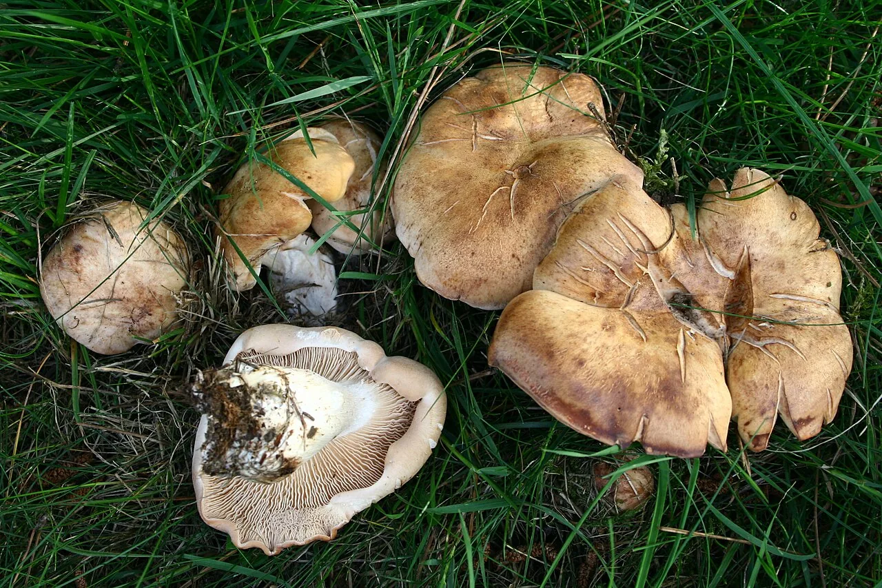 Rhodocybe dubia (Rhodocybe dubia) — photo mycologique