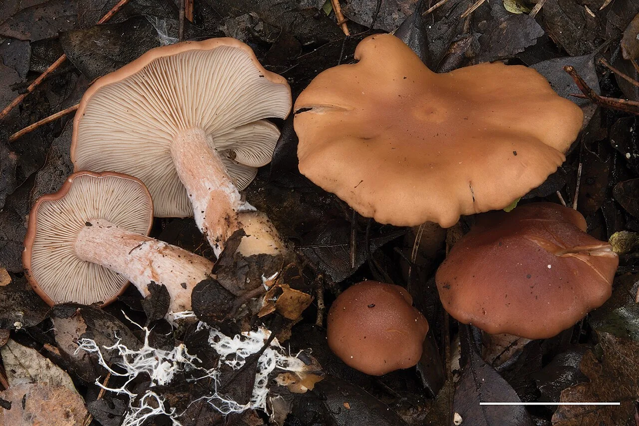 Rhodocybe fumanellii (Rhodocybe fumanellii) — photo mycologique