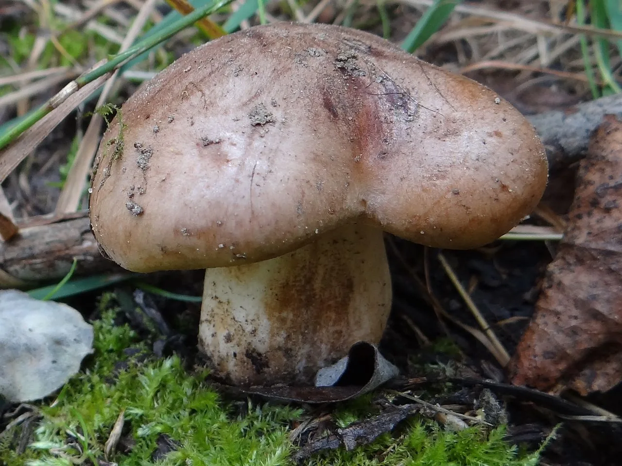 Rhodocybe truncata (Rhodocybe truncata) — photo mycologique