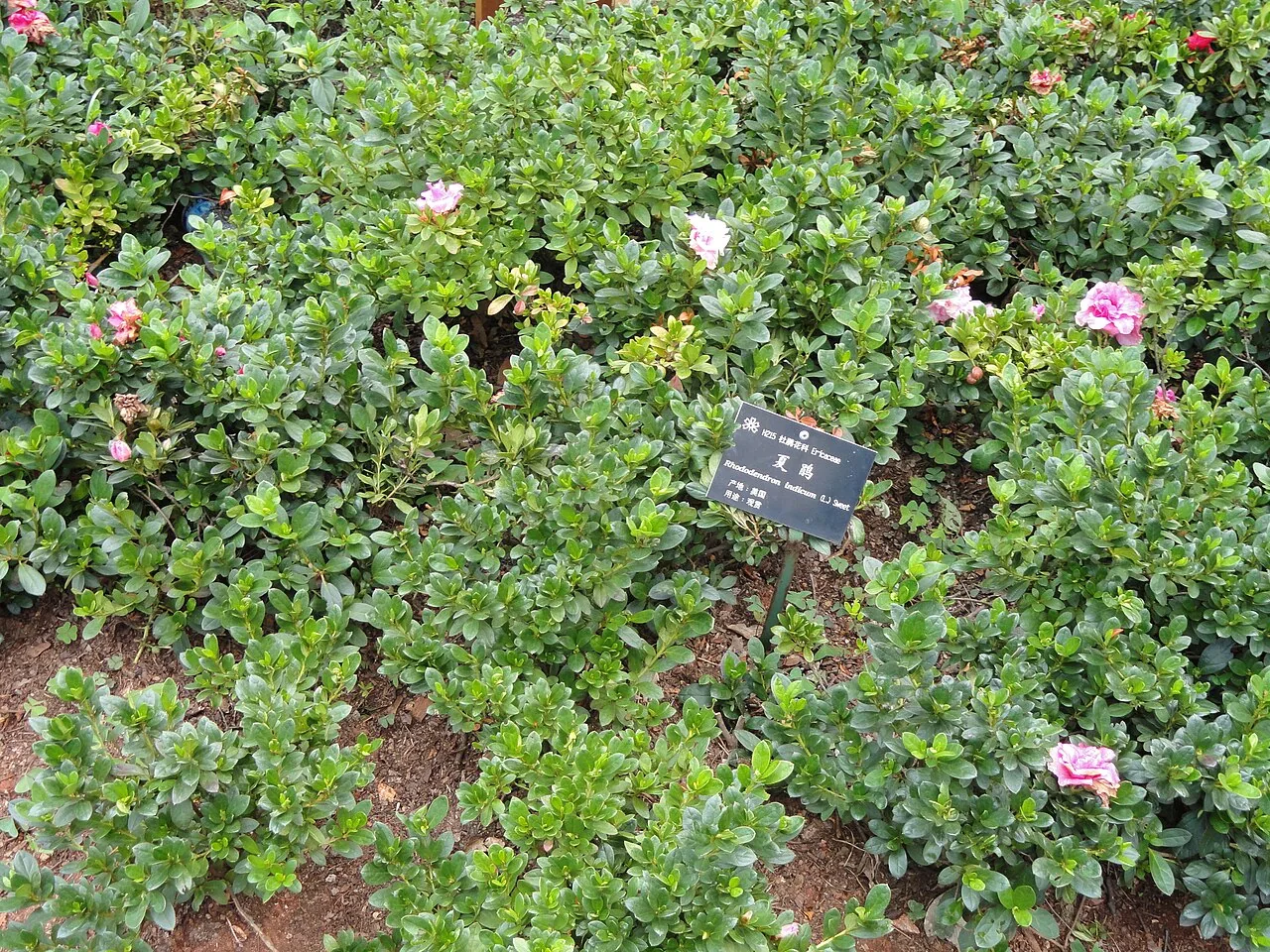 Azalée indienne (Rhododendron simsii) : photo botanique