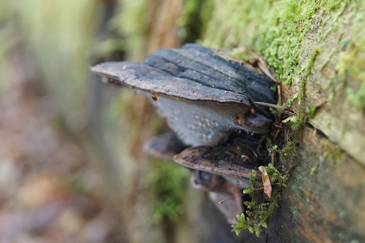 Rhodofomes roseus (Rhodofomes roseus) — photo mycologique