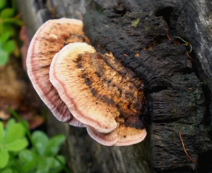 Rhodofomitopsis feei (Rhodofomitopsis feei) — photo mycologique