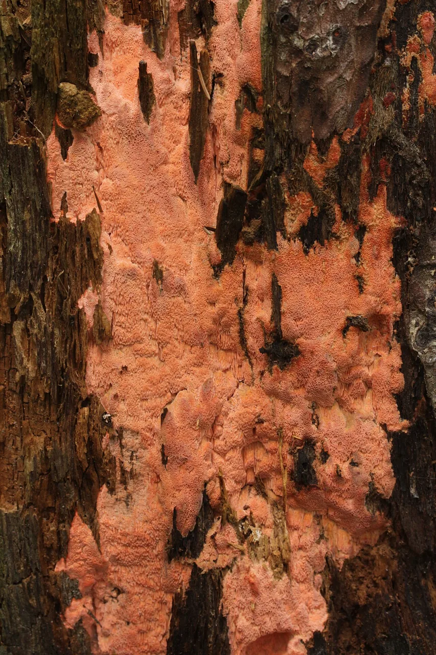 Rhodonia rancida (Rhodonia rancida) — photo mycologique