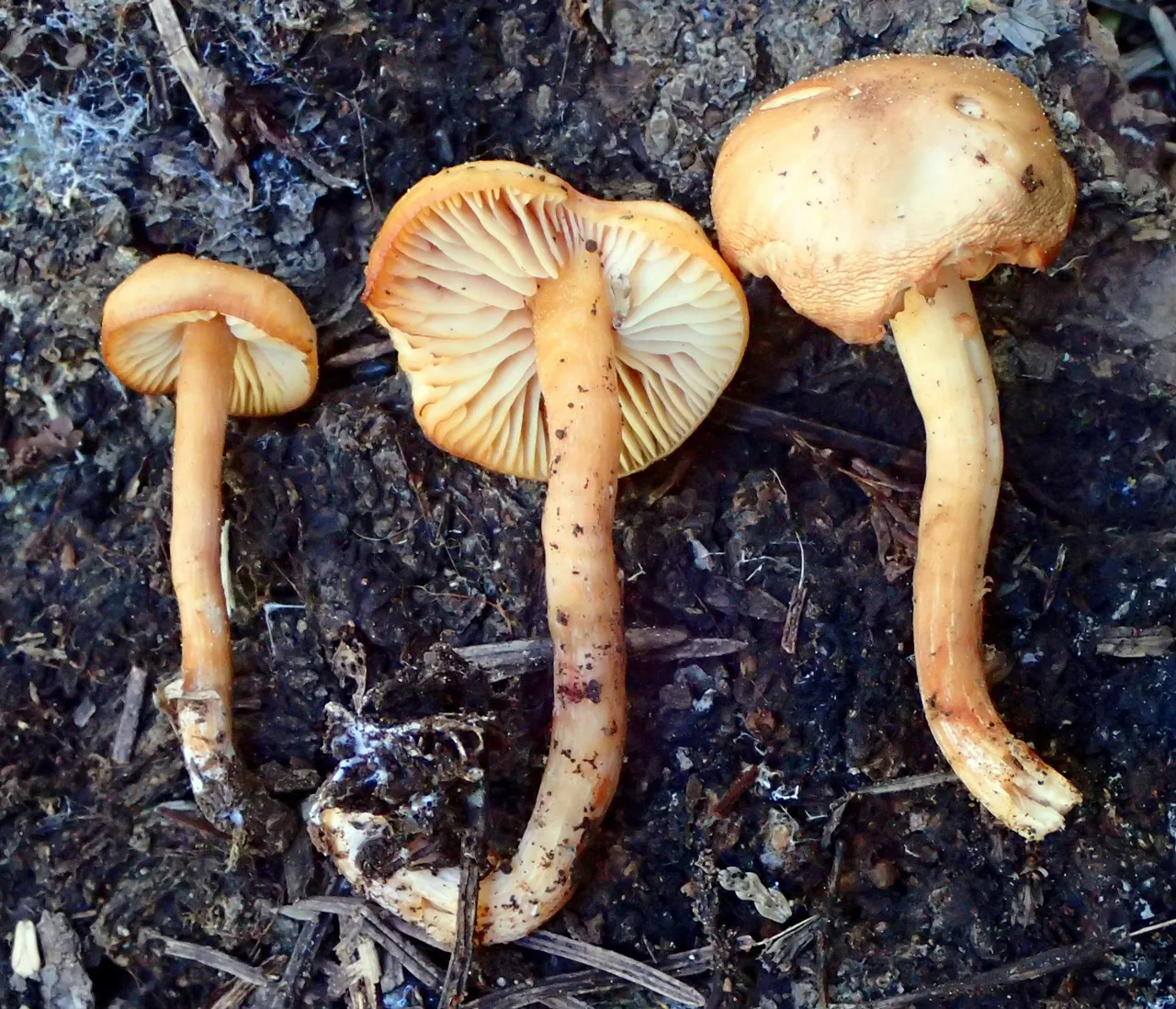 Rhodophana stangliana (Rhodophana stangliana) — photo mycologique