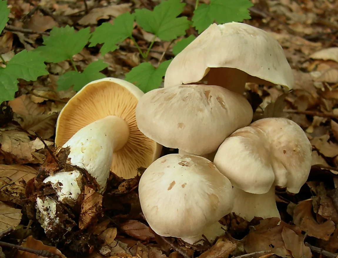 Rhodophyllus nefrens (Rhodophyllus nefrens) — photo mycologique