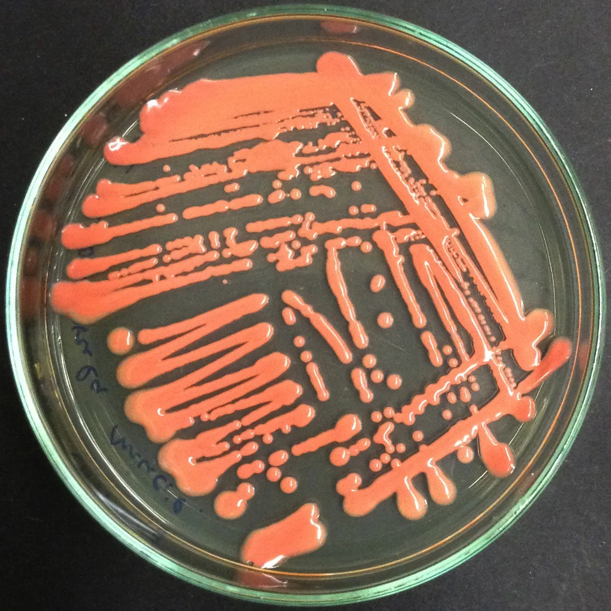 Rhodosporidiobolus fuzhouensis (Rhodosporidiobolus fuzhouensis) — photo mycologique
