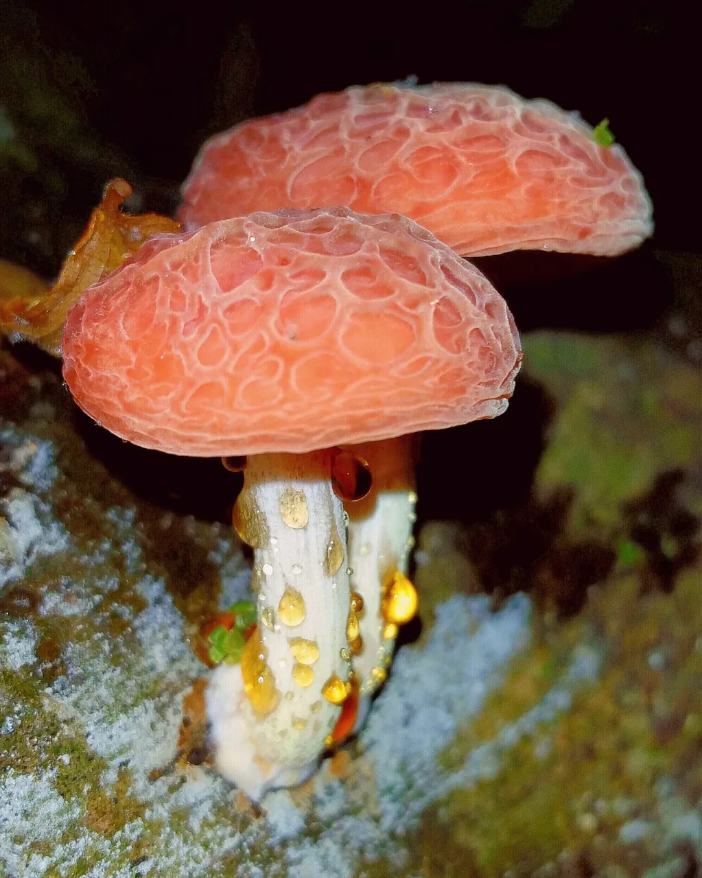Rhodotus palmatus (Rhodotus palmatus) — photo mycologique