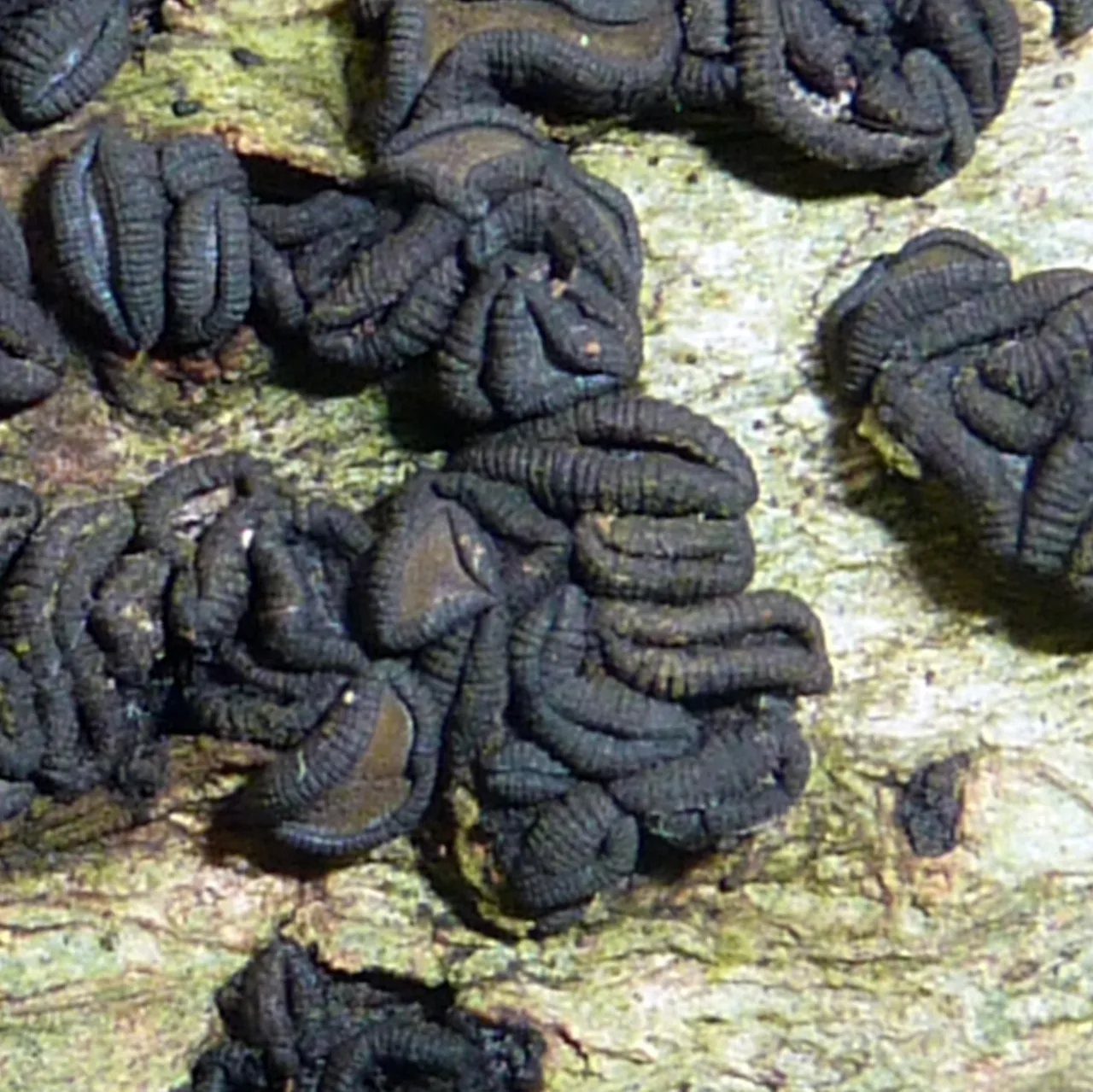 Rhytidhysteron chromolaenae (Rhytidhysteron chromolaenae) — photo mycologique