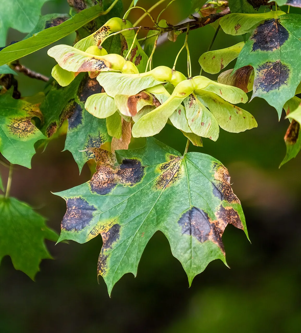Rhytisma acerinum (Rhytisma acerinum) — photo mycologique
