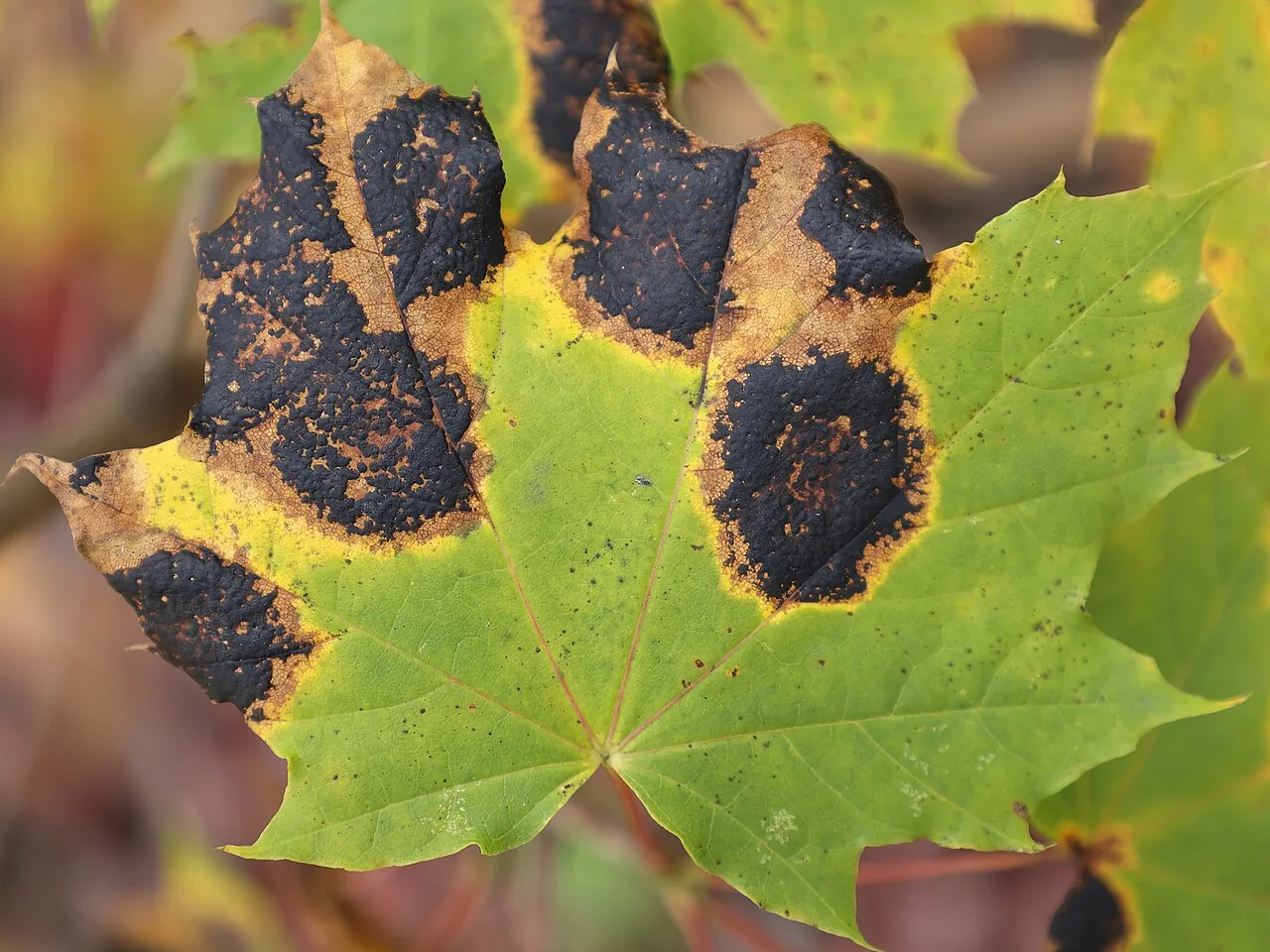 Rhytisma ilicis-canadensis (Rhytisma ilicis-canadensis) — photo mycologique