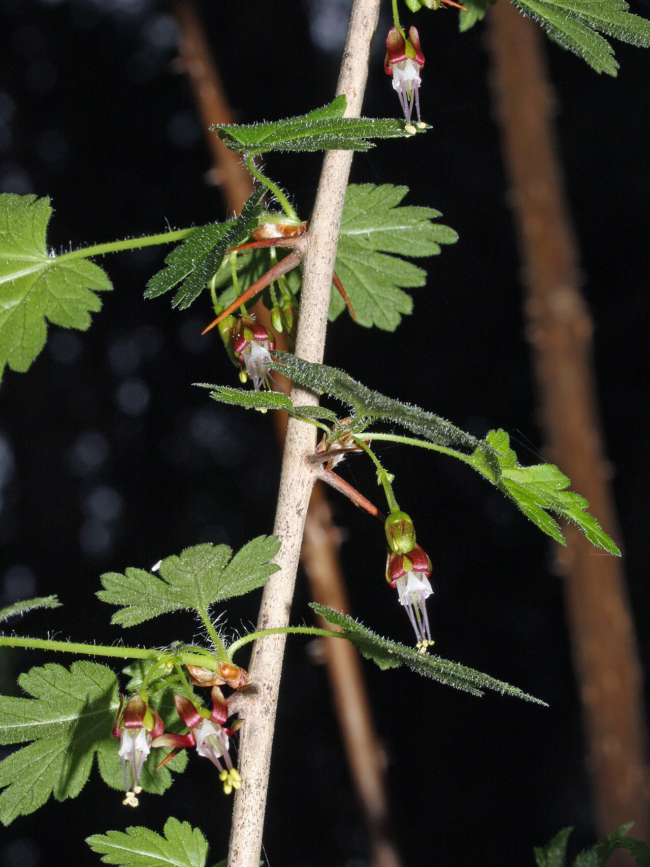 Groseillier / Cassissier (Ribes) — photo botanique