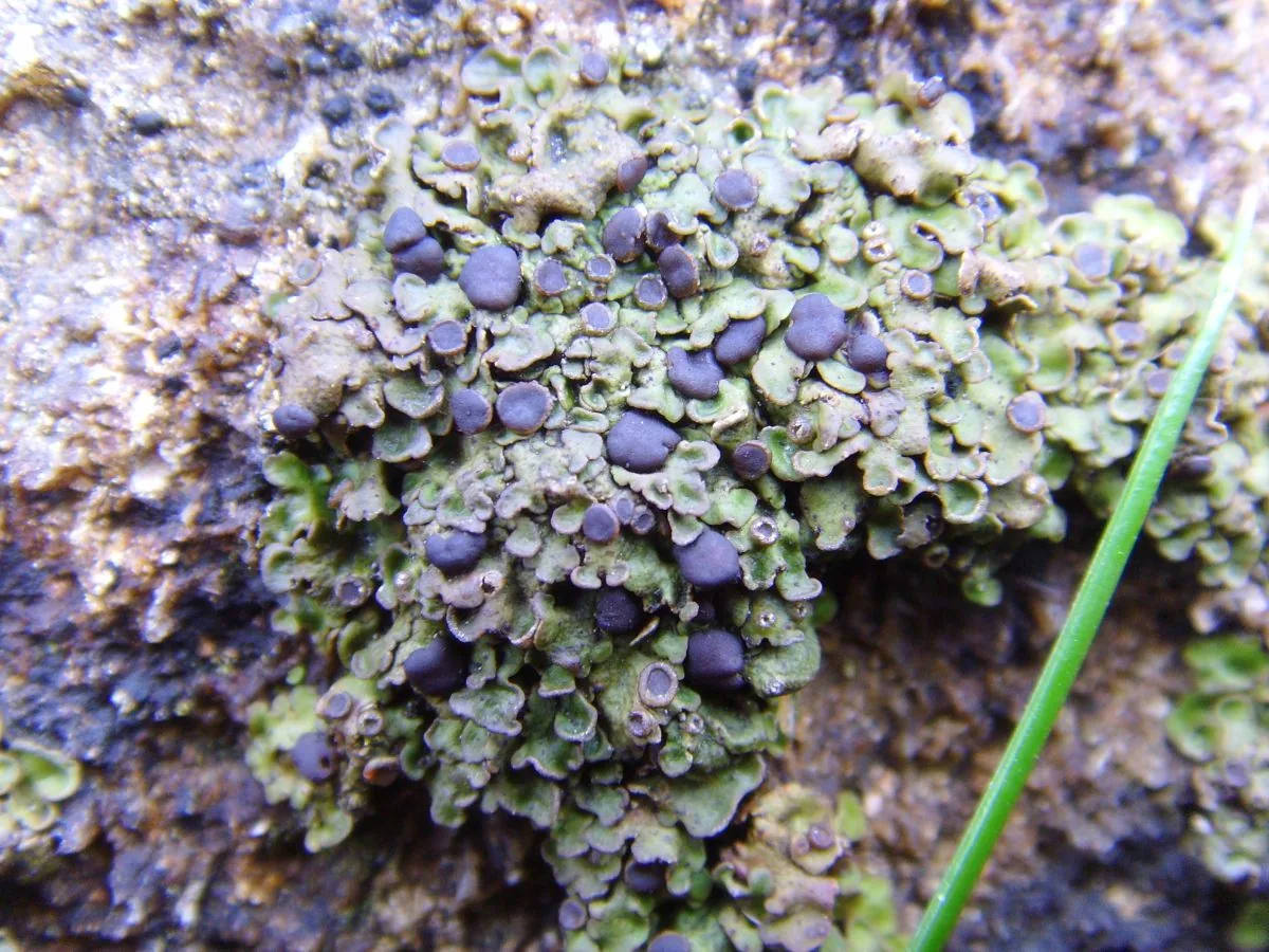 Ricasolia amplissima (Ricasolia amplissima) — photo mycologique