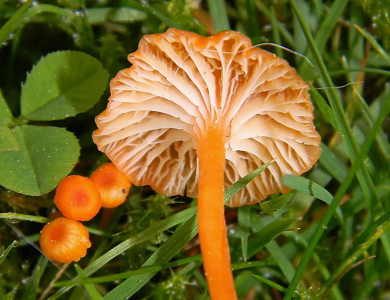 Rickenella fibula (Rickenella fibula) — photo mycologique