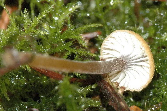 Rickenella subcucullata (Rickenella subcucullata) — photo mycologique