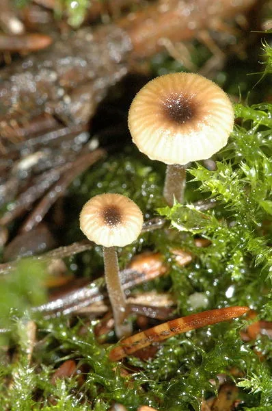 Rickenella swartzii (Rickenella swartzii) — photo mycologique