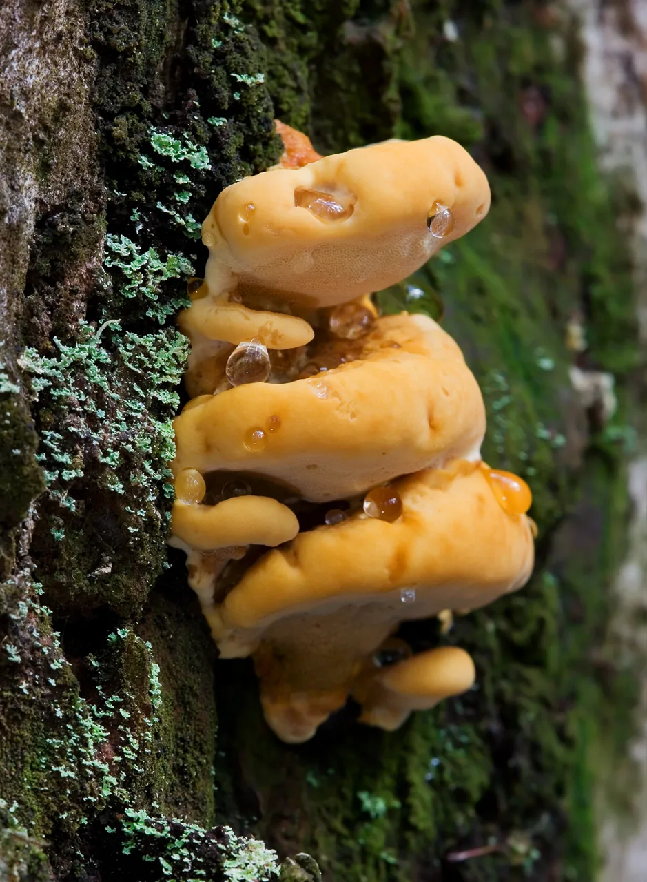 Rigidoporus eminens (Rigidoporus eminens) — photo mycologique