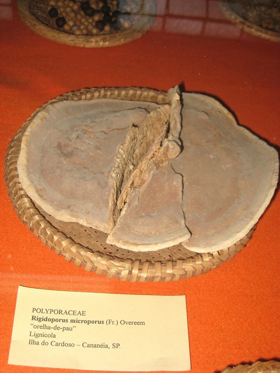 Rigidoporus microporus (Rigidoporus microporus) — photo mycologique