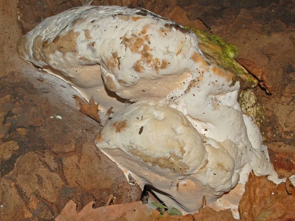 Rigidoporus ulmarius (Rigidoporus ulmarius) — photo mycologique