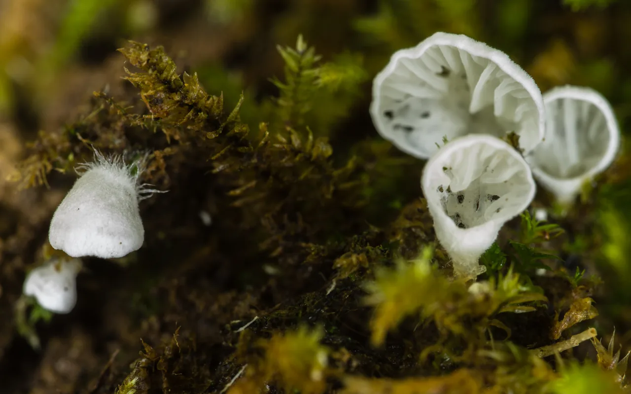 Rimbachia bryophila (Rimbachia bryophila) — photo mycologique