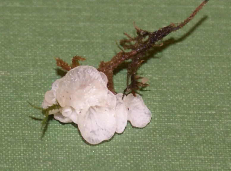 Rimbachia paradoxa (Rimbachia paradoxa) — photo mycologique