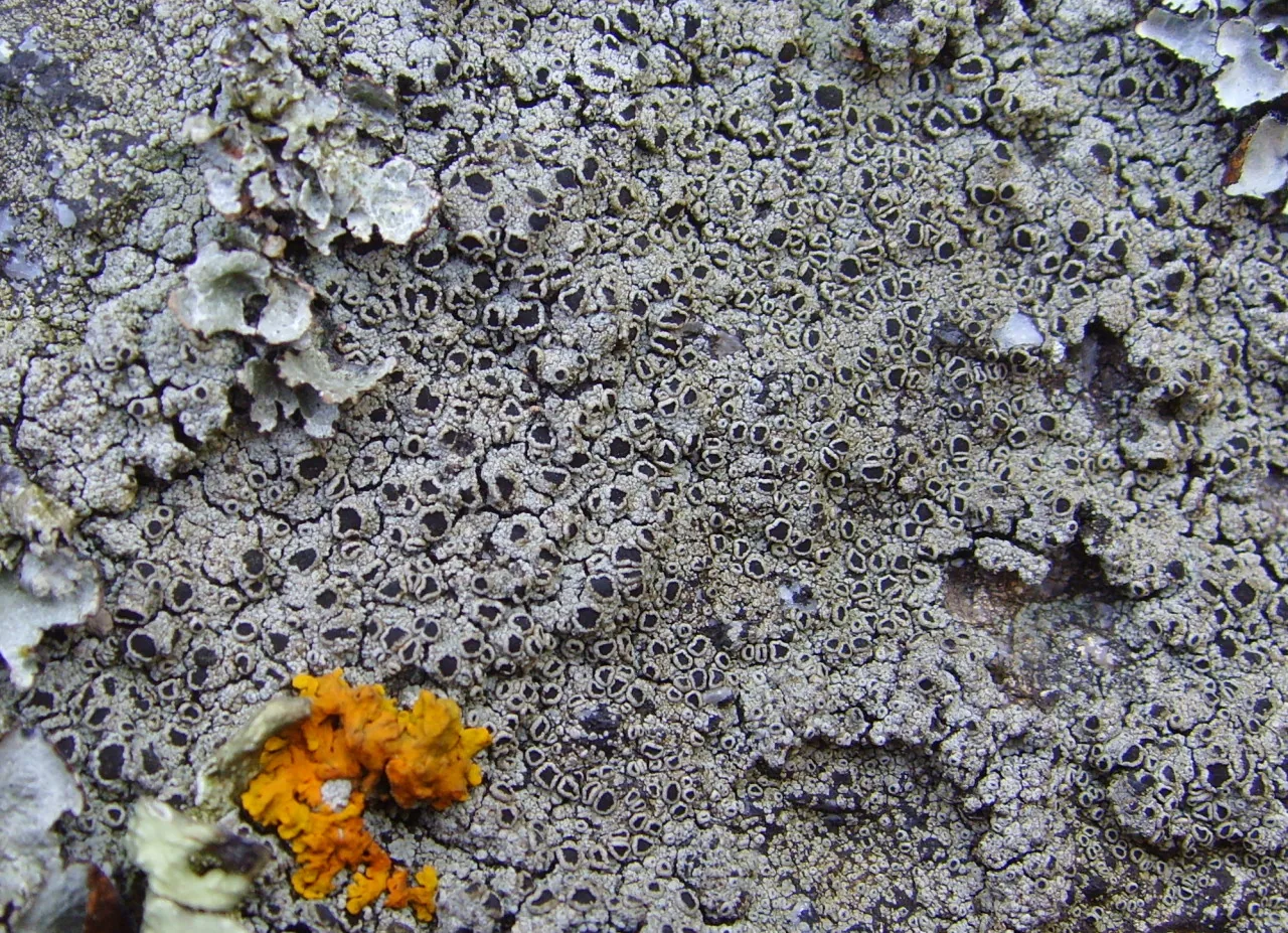 Rinodina beccariana (Rinodina beccariana) — photo mycologique