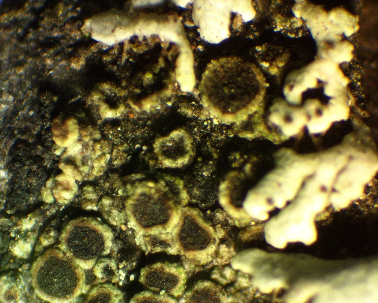 Rinodina pyrina (Rinodina pyrina) — photo mycologique