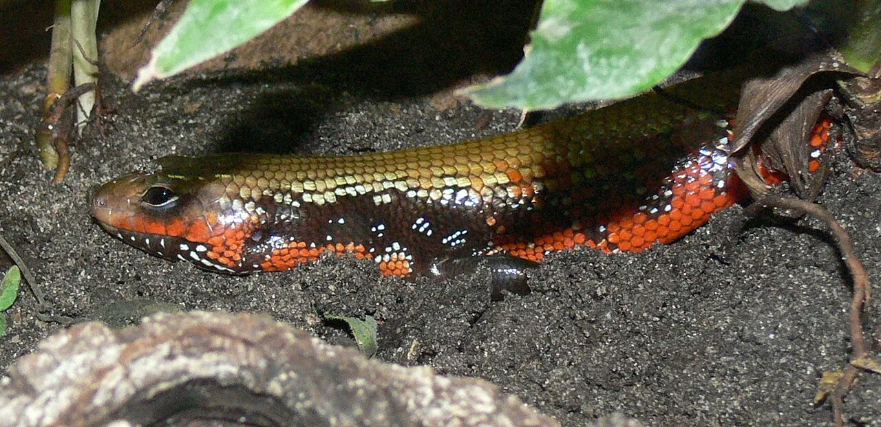 Riopa pudens (Riopa pudens) — photo mycologique