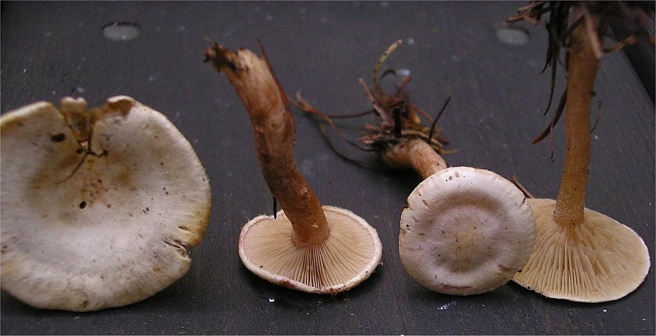 Ripartites serotinus (Ripartites serotinus) — photo mycologique