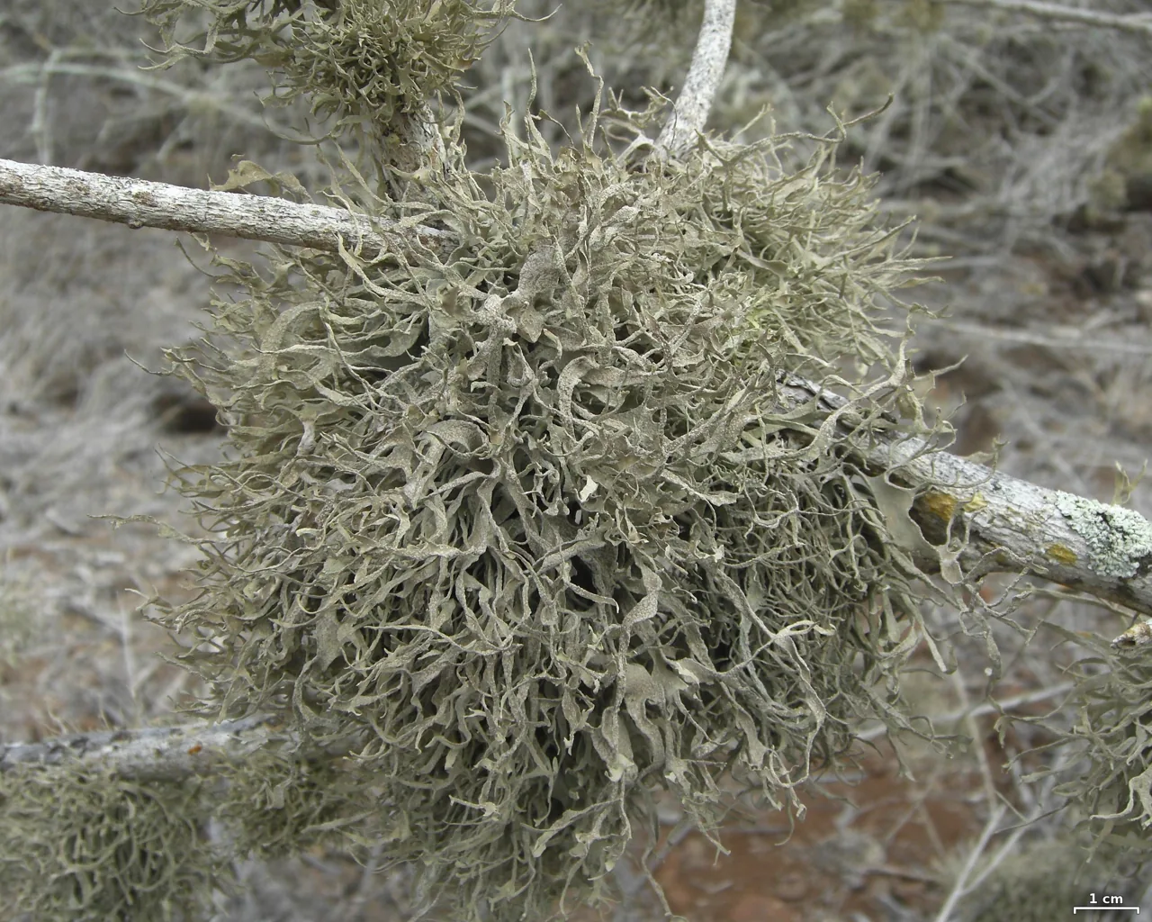 Roccella gracilis (Roccella gracilis) — photo mycologique