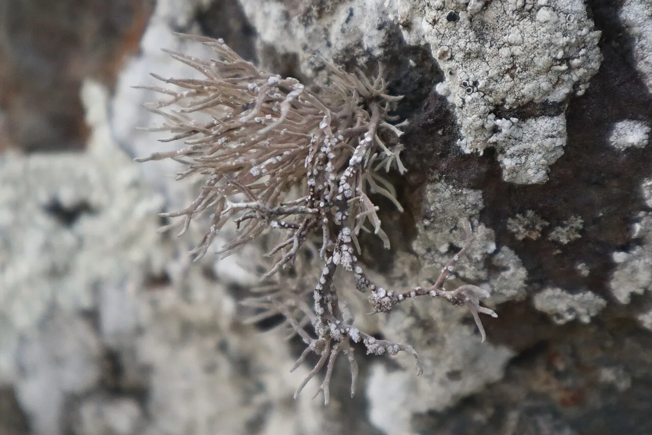 Roccella phycopsis (Roccella phycopsis) — photo mycologique