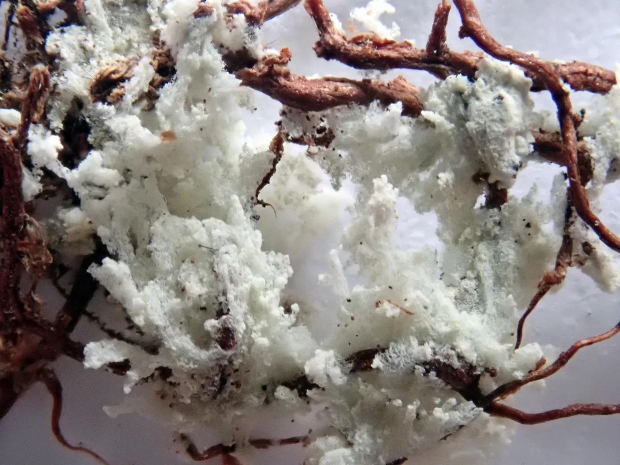 Roccellinastrum lagarostrobi (Roccellinastrum lagarostrobi) — photo mycologique