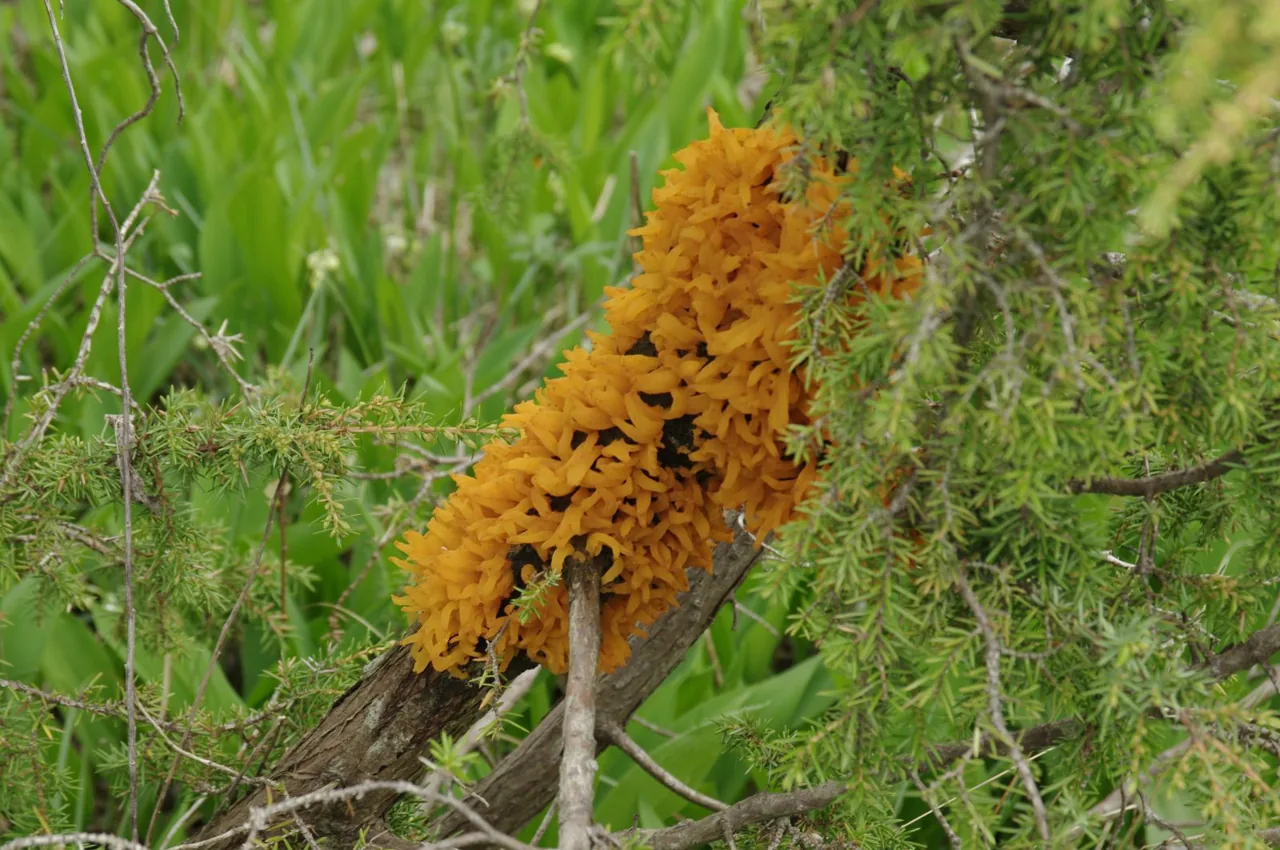 Roestelia carpophila (Roestelia carpophila) — photo mycologique