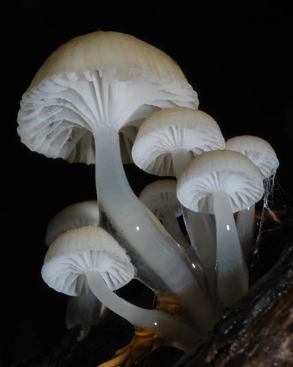 Roridomyces lamprosporus (Roridomyces lamprosporus) — photo mycologique