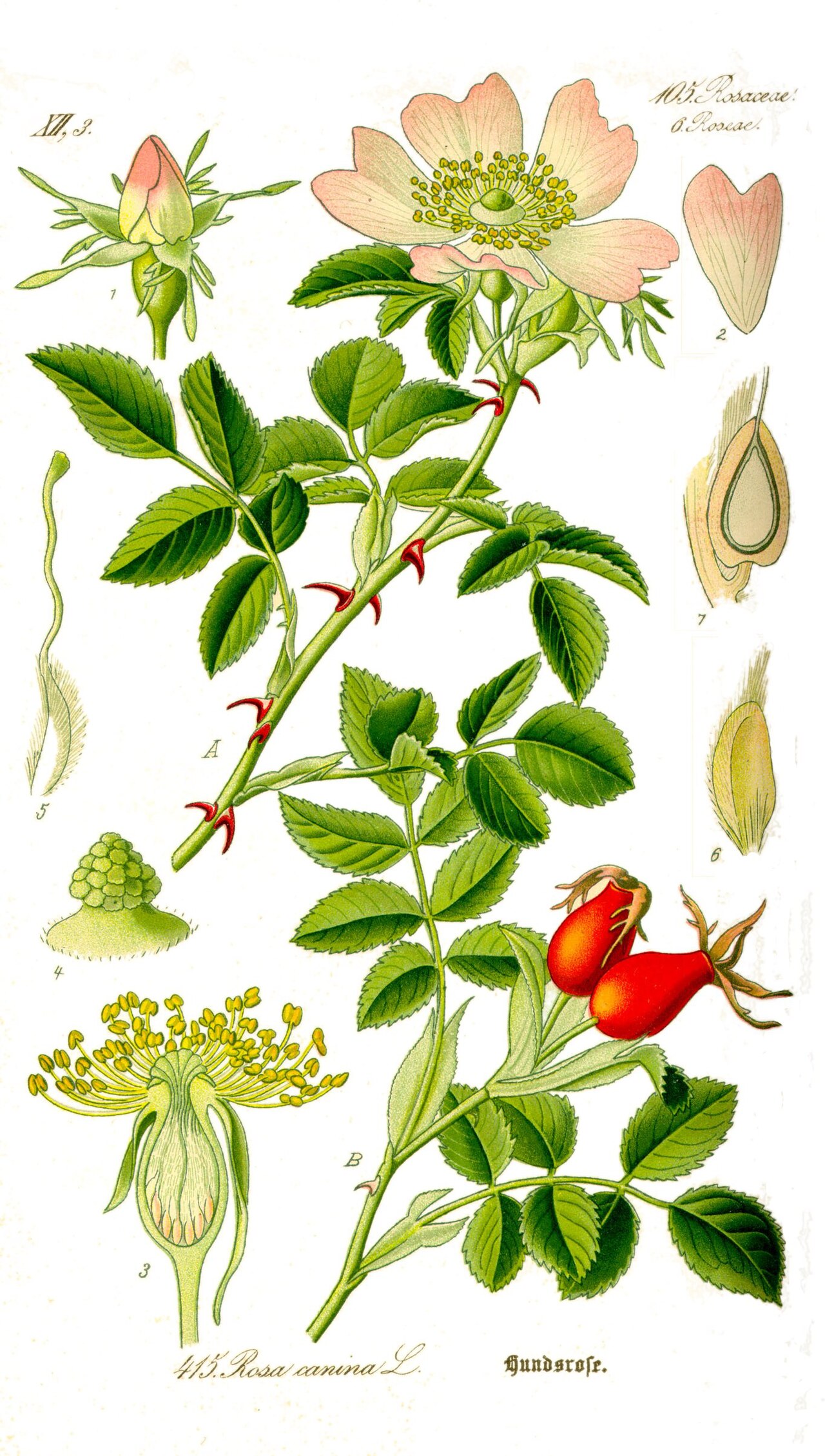 Rosier (simple) (Rosa) — photo botanique