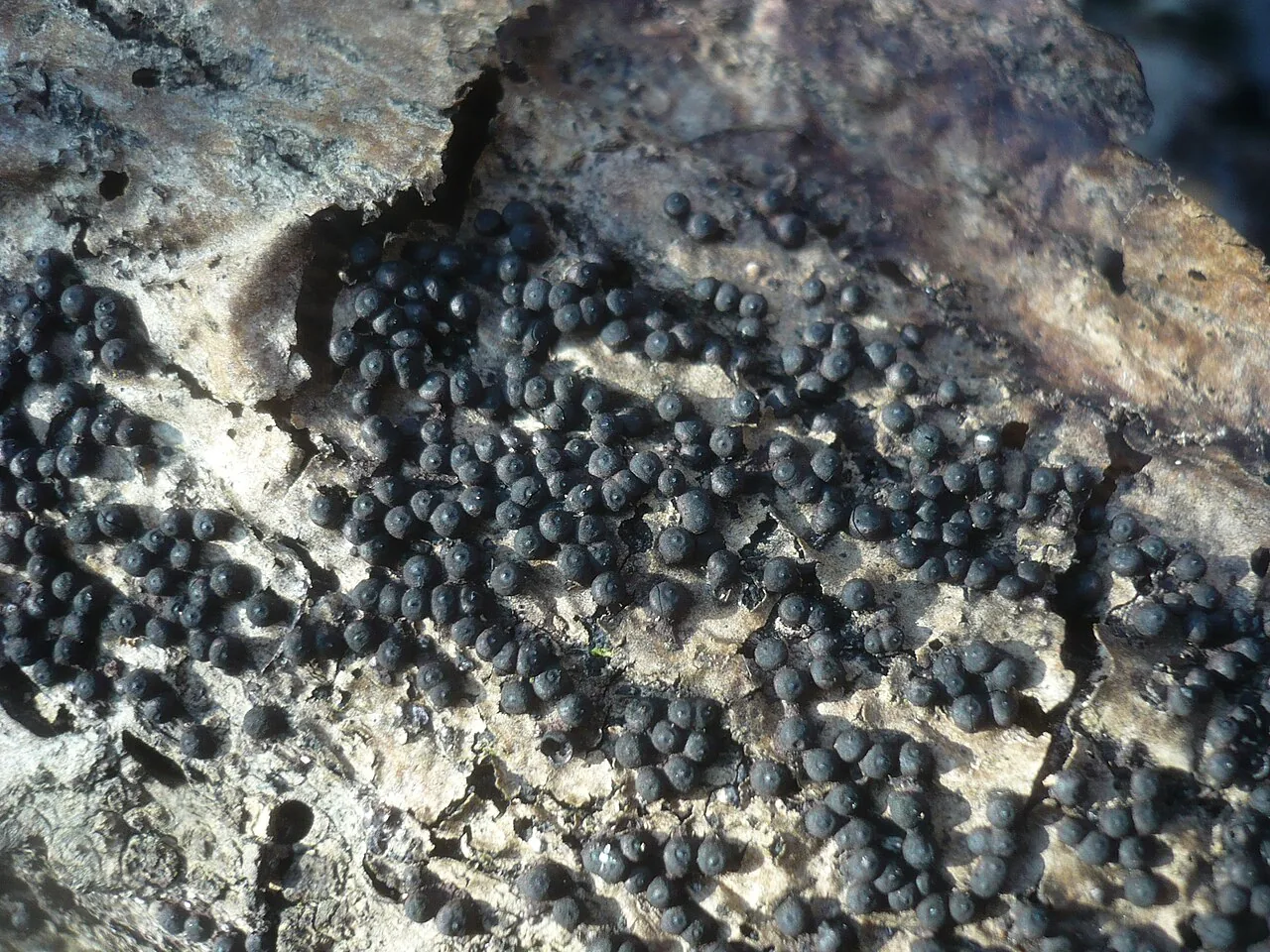 Rosellinia franciscae (Rosellinia franciscae) — photo mycologique