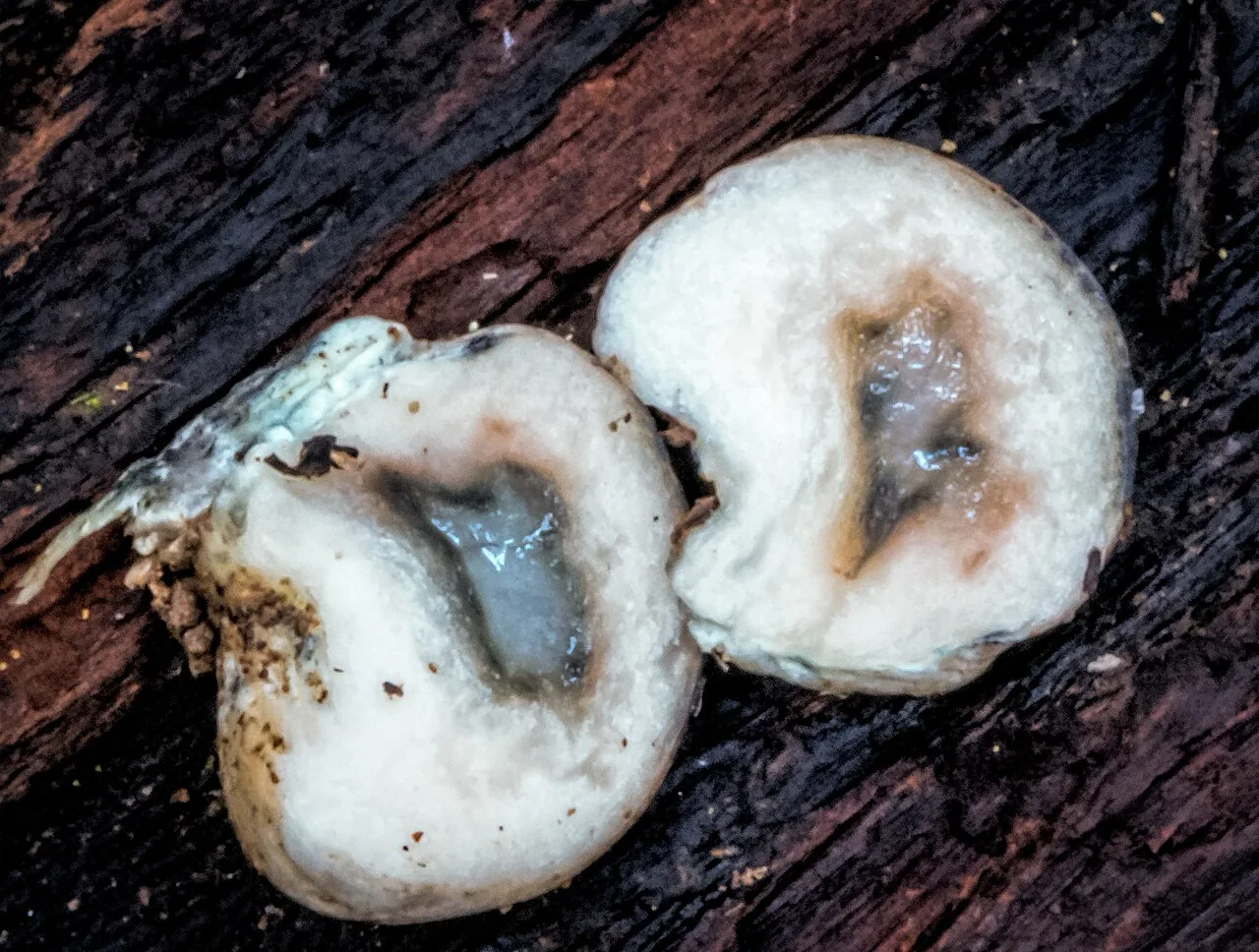 Rossbeevera mucosa (Rossbeevera mucosa) — photo mycologique