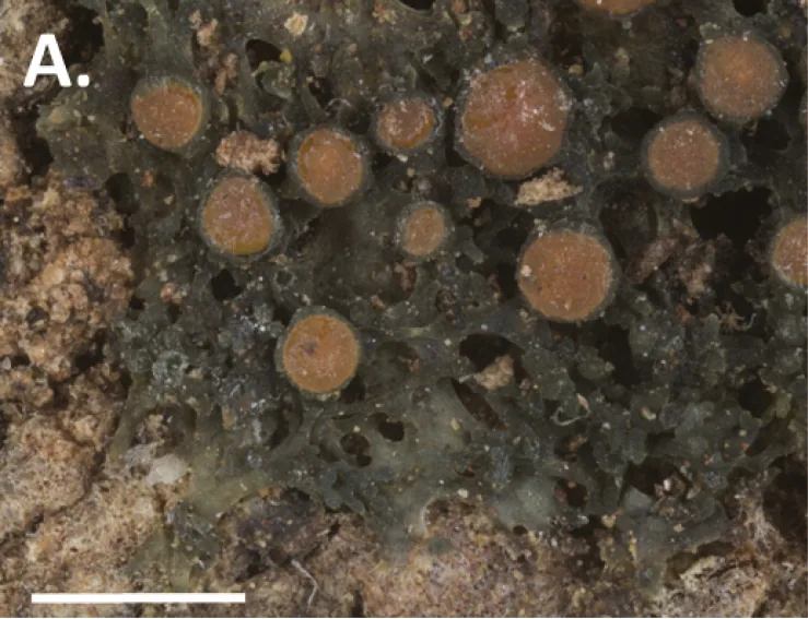 Rostania coccophylla (Rostania coccophylla) — photo mycologique
